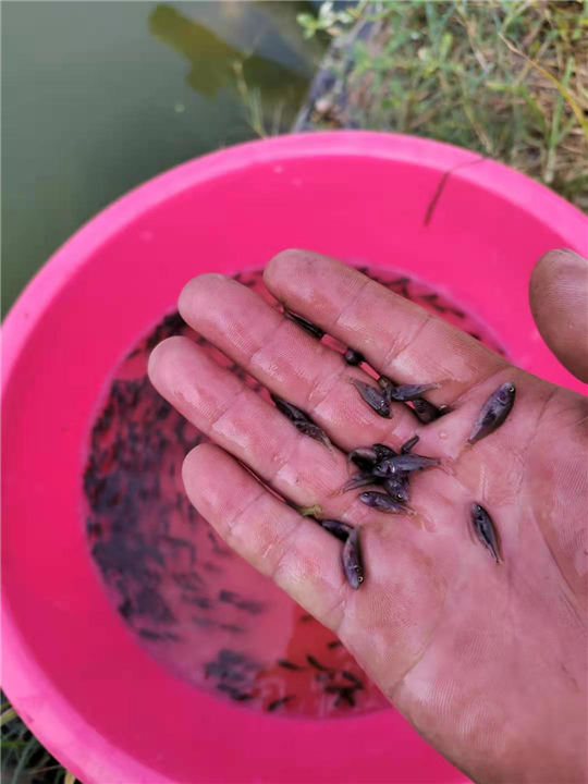 广东禾花鱼苗价格