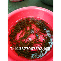 广西哪里有养泥鳅的|广西泥鳅寸苗多少钱一斤 