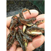 桂林禾花鱼 