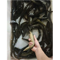 河池泥鳅苗供应商 