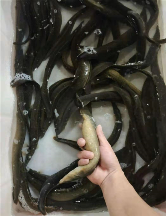 河池泥鳅苗供应商 