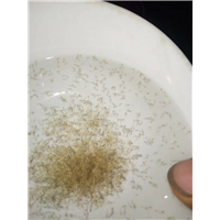 云南泥鳅苗 