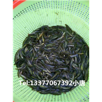 广西泥鳅寸苗供应 