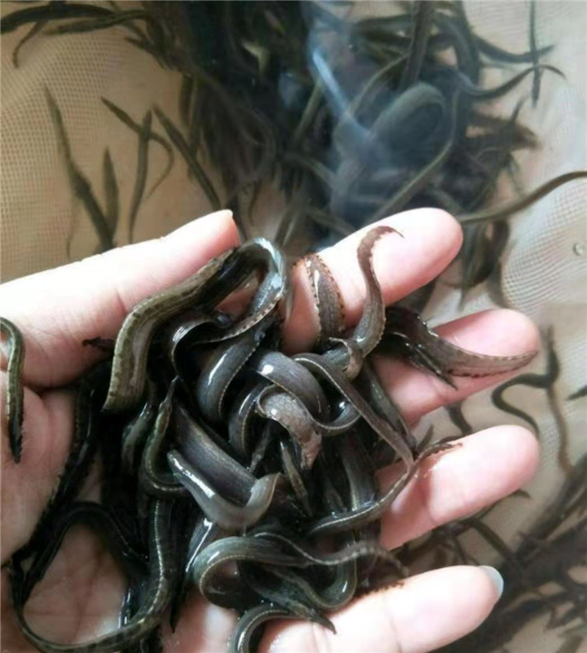 贵州泥鳅种苗 