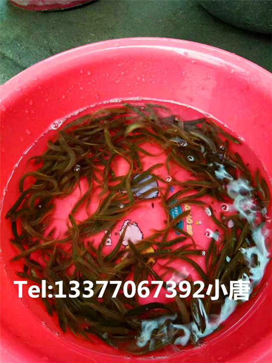 广西哪里有养泥鳅的|广西泥鳅寸苗多少钱一斤 
