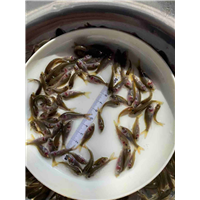 桂林黄颡鱼基地 