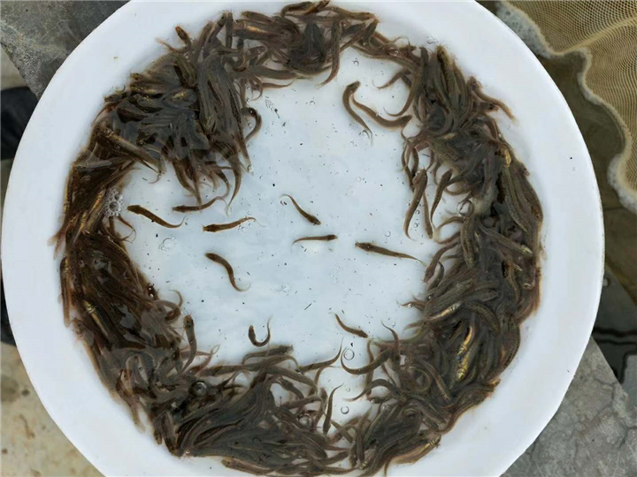 贵州泥鳅苗批发 