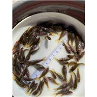 黄桑鱼苗 