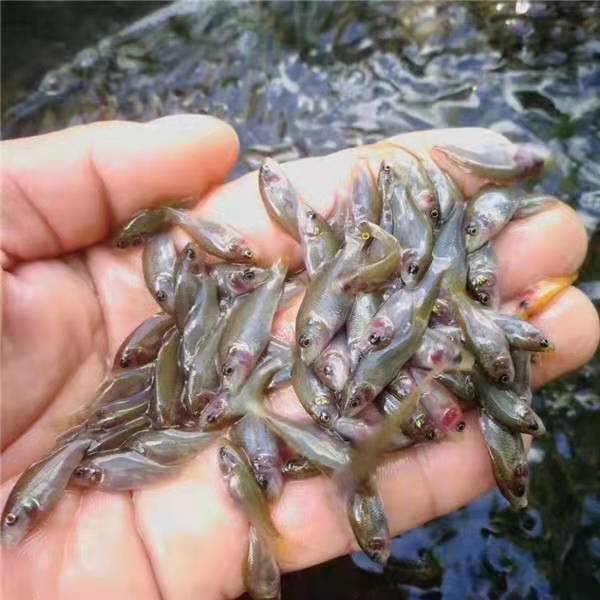 江西禾花鱼苗