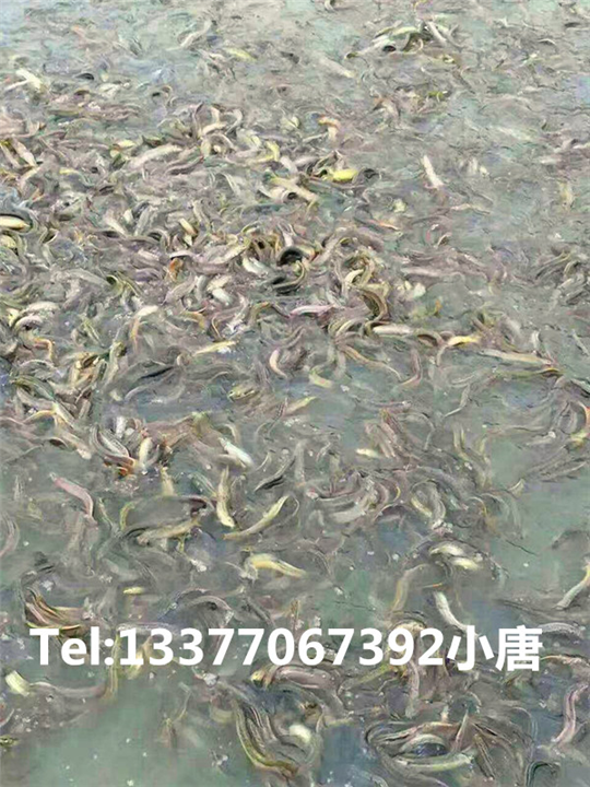 广西泥鳅批发|广西泥鳅价格 