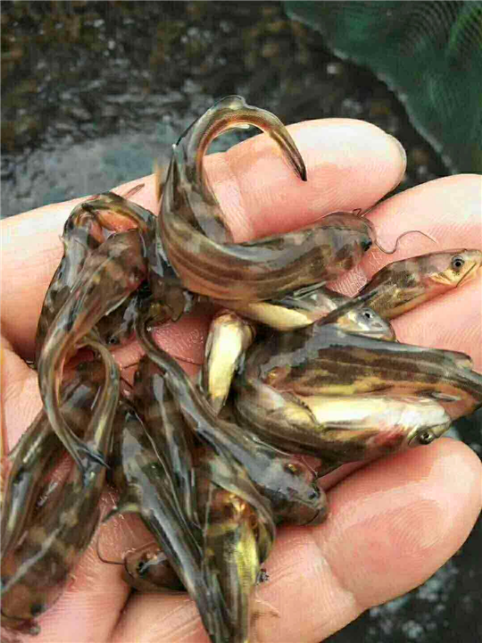 桂林禾花鱼 
