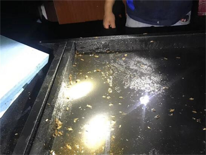 慈溪灭鼠
