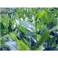 云南普洱茶