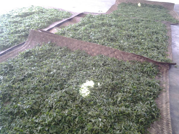 云南普洱茶批发