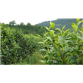 云南普洱茶园林