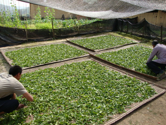 云南普洱茶供应