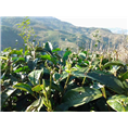 云南普洱茶种植