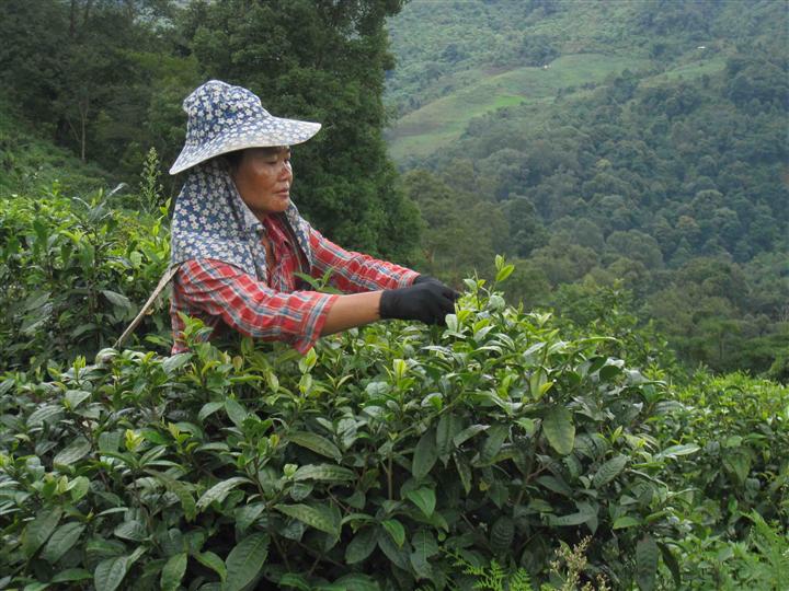 西双版纳普洱茶