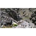 **新疆山上自己踩得的天山雪莲-程先生★13659944320 