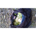 ★天山雪莲的功效与作用|新疆哪里有-宏银达诚信商贸 