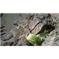 新疆茅台代理-新疆**名酒-剑南春，五粮液 