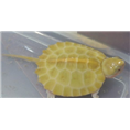 广东大头龟养殖 