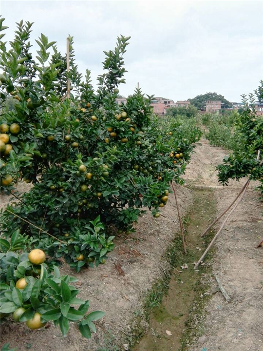 广西默科特柑到底甜不甜？ 