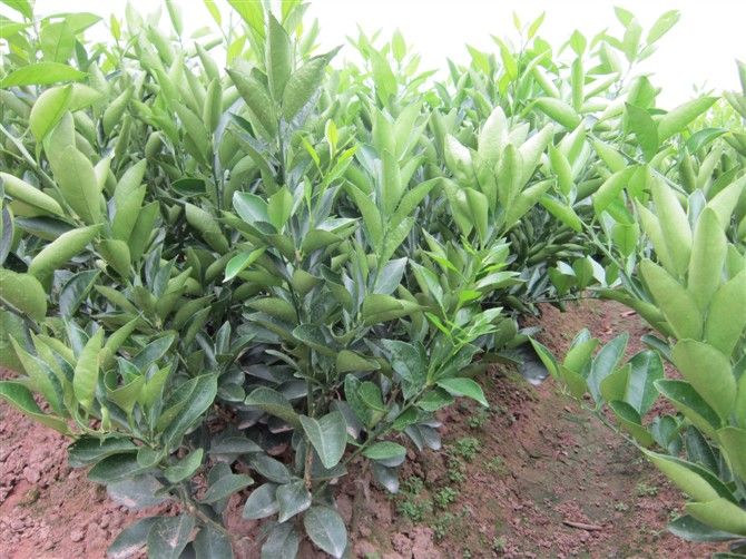 广西黄金柑芽条种苗在河池百色有种植多吗 