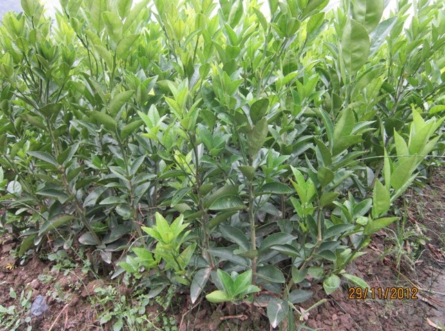 广西黄金柑芽条种苗钦州北海有种植批发基地吗 