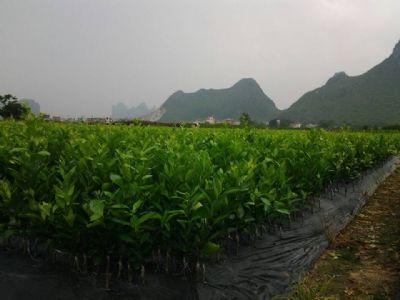 广西沃柑苗种植在百色河池有技术指导吗 