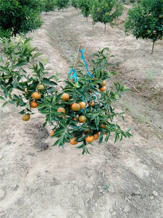 广西东方红哪里有种植基地？ 