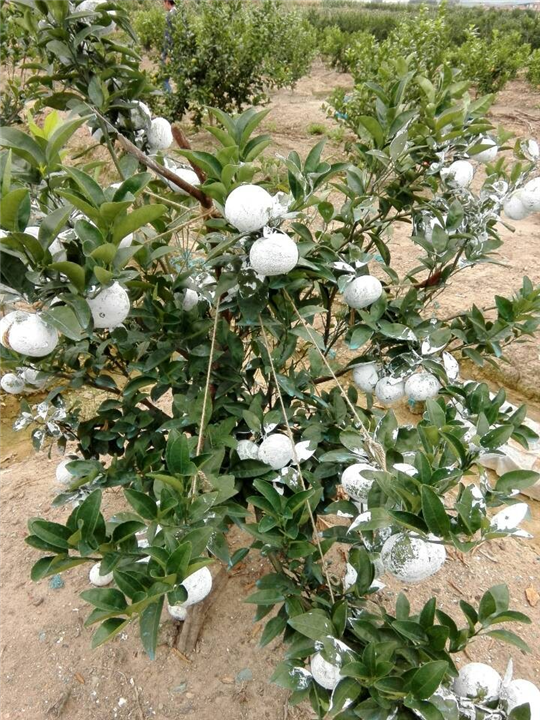 广西茂谷柑如何种植才能高产？ 