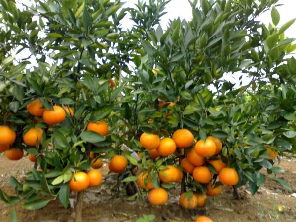 广西黄金柑哪里有种植基地？ 
