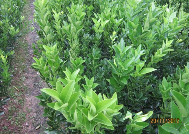 广西茂谷柑苗/芽条贵港梧州种植技术+方法 