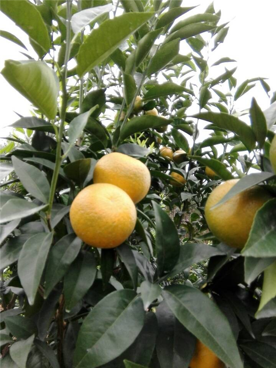 广西沃柑合作社广西沃柑种植基地 