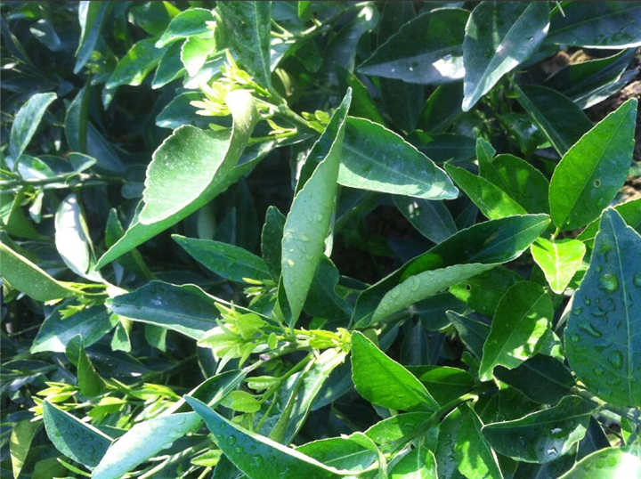 广西东方红柑芽条种苗河池百色种植基地 