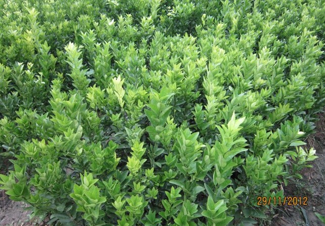 广西茂谷柑苗/芽条崇左+来宾+防城港种植亩数 