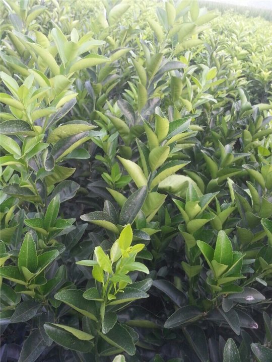 广西东方红柑芽条种苗贵港玉林批发机构 