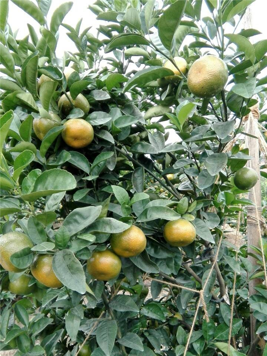 广西默科特哪里有批发啊？默科特柑种植 