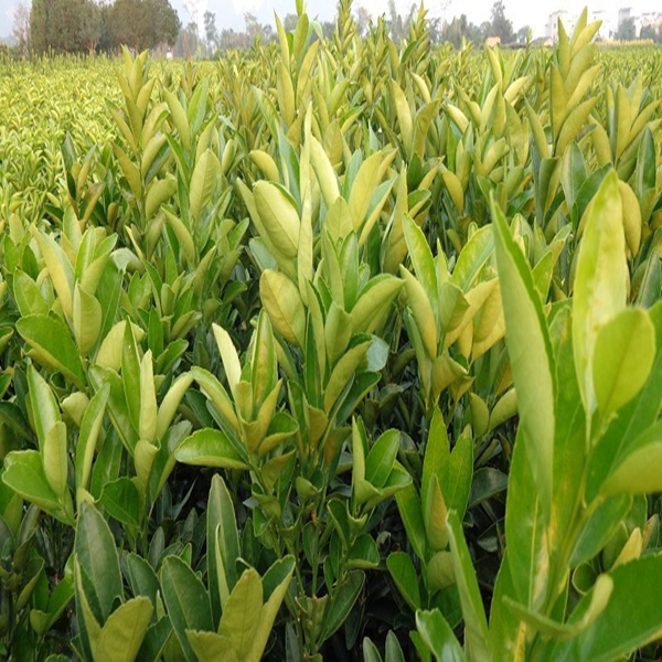 广西沃柑苗种植基地沃柑苗培育技术 