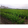 广西沃柑苗在玉林梧州有种植批发吗 