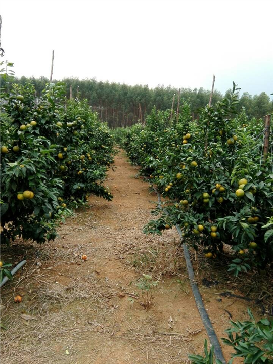 广西沃柑批发零售多少钱一公斤？ 