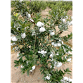 广西茂谷柑如何种植才能高产？ 