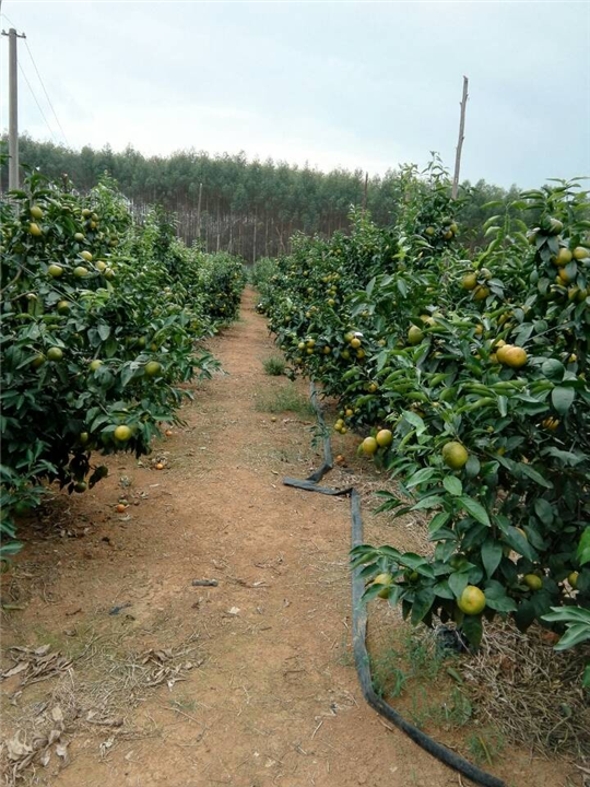 广西沃柑产量高不高？好甜吗？ 