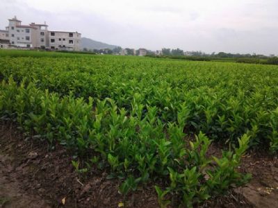广西沃柑苗在玉林梧州有种植批发吗 