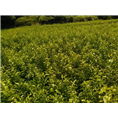 广西沃柑苗种植技术难掌握吗