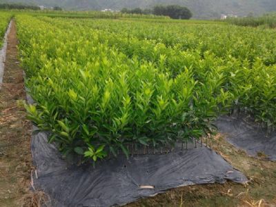 广西沃柑苗芽条栽培技术*沃柑苗批发 