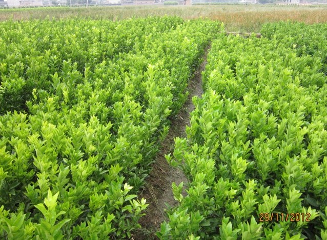 广西茂谷柑苗种植茂谷柑苗批发茂谷柑苗总场 