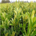 广西沃柑苗种植基地沃柑苗培育技术 