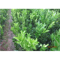 广西果苗代办：广西黄茂谷柑苗代办代收